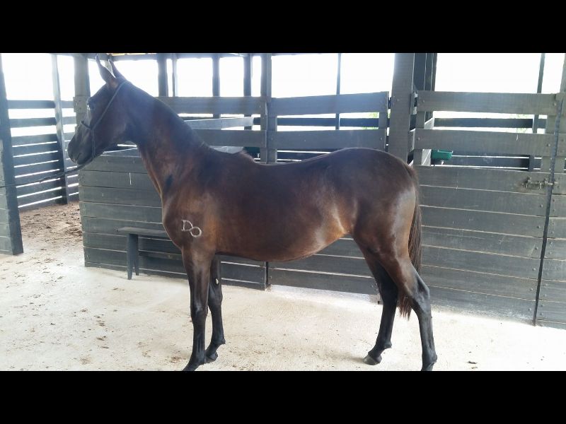 ELEKTRA DO JR CAVALOS