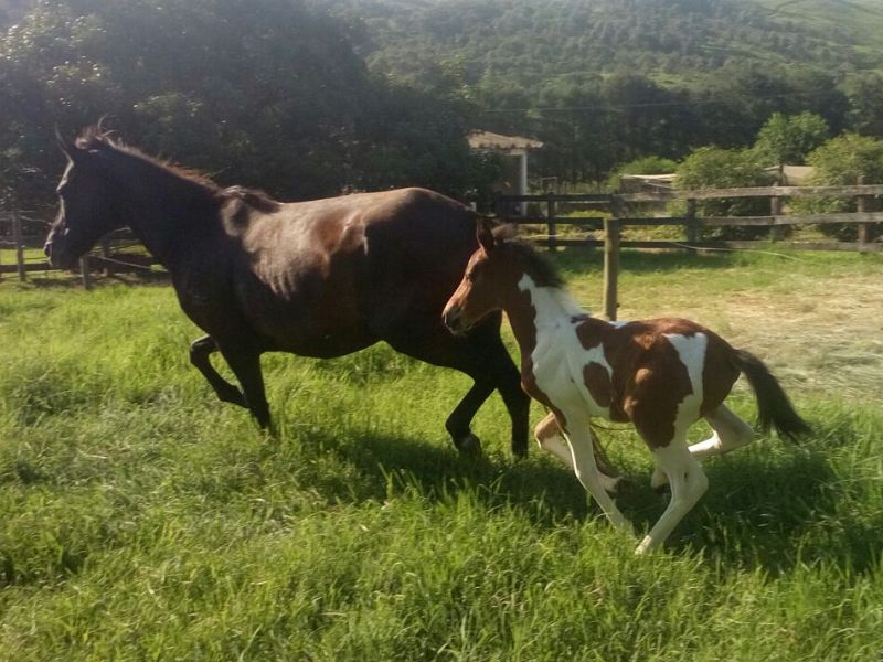 GAIA DO RS