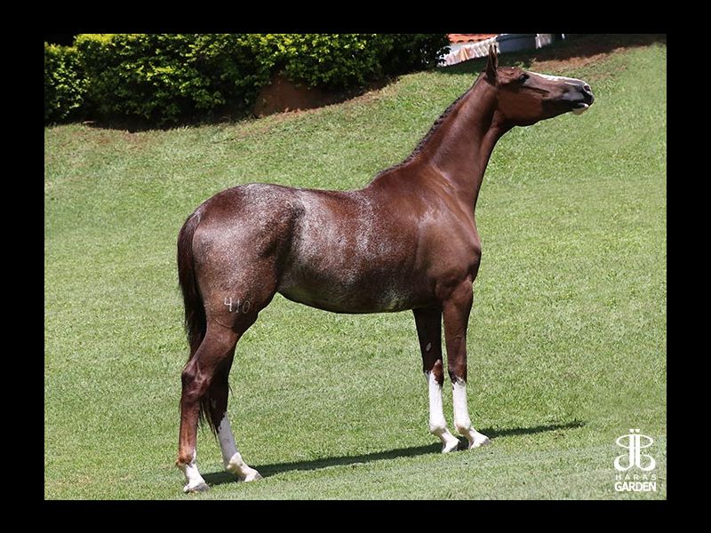 GODIVA ACF (T.E.)