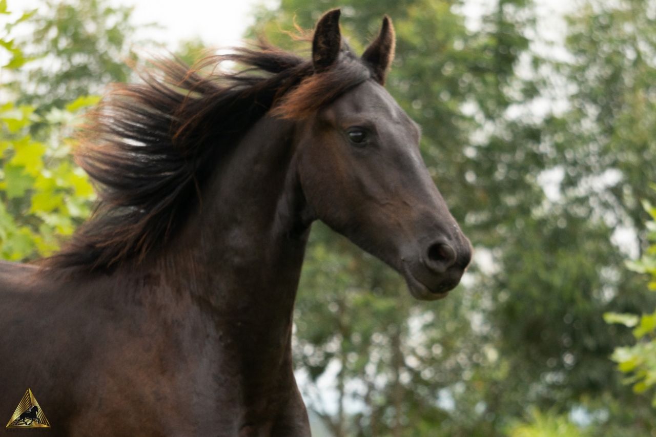 POTRO FRIESIAN