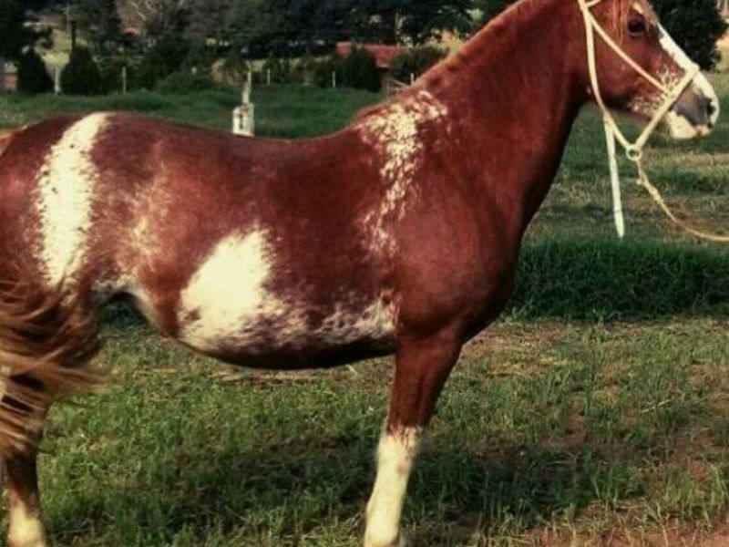 CAPANEGRA OFERECIDA