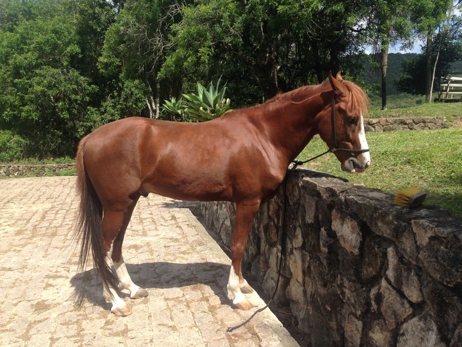 CAVALO MANGALARGA