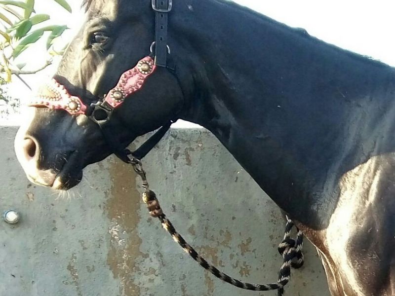 MY TROUBLE BLACK
