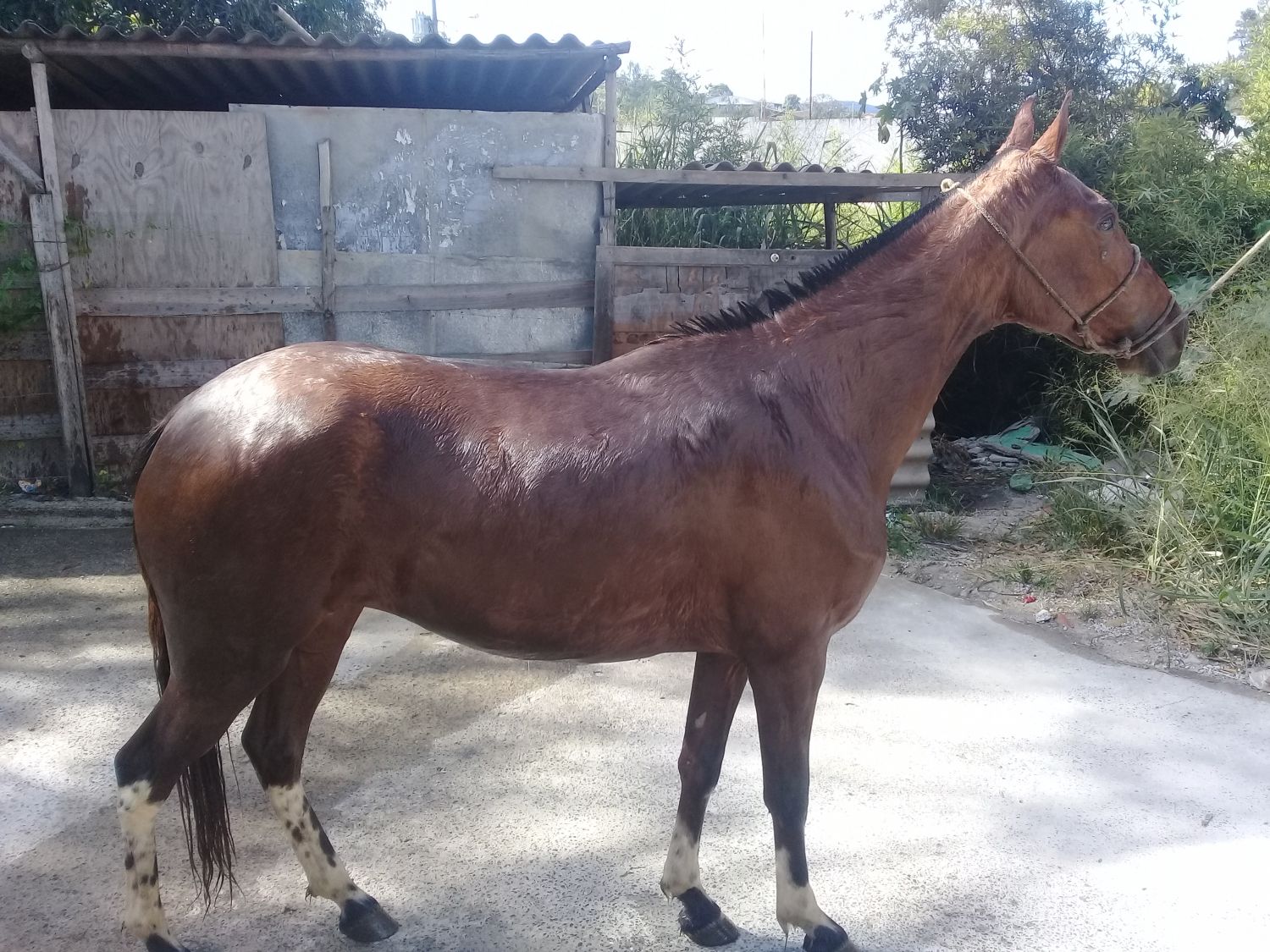 INVASORA DAS ACACIAS 