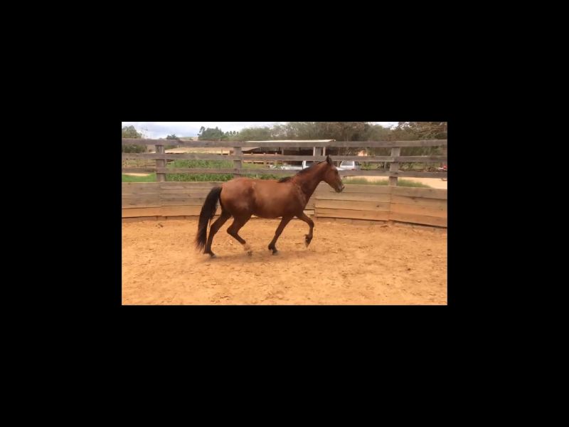 JOGO DO HERVAL