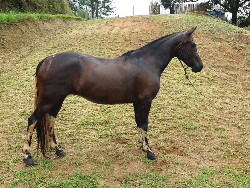 NOVIÇA RM