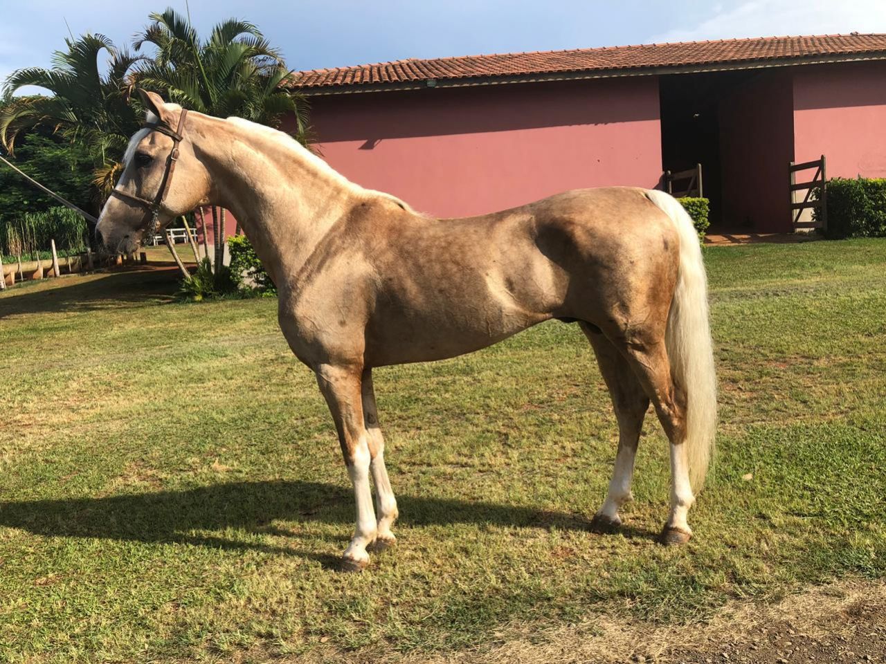 VISCONDE DA SABAÚNA
