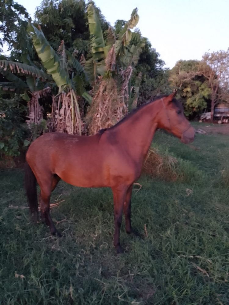 ÉGUA MM MARCHA PICADA GENUINA