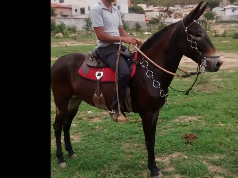 MULA DO NESVAL