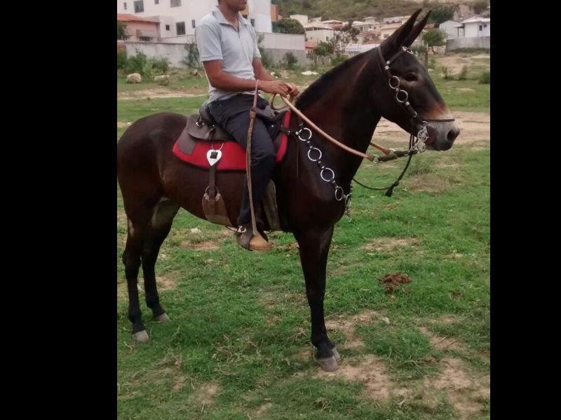 RELIQUIA DO NESVAL
