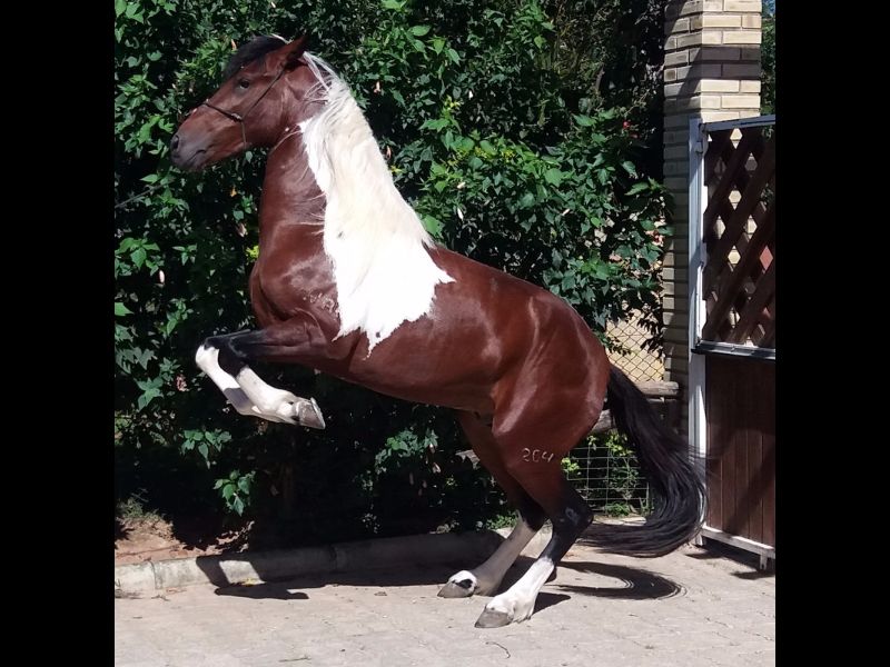 TEXTOR CAPOTE