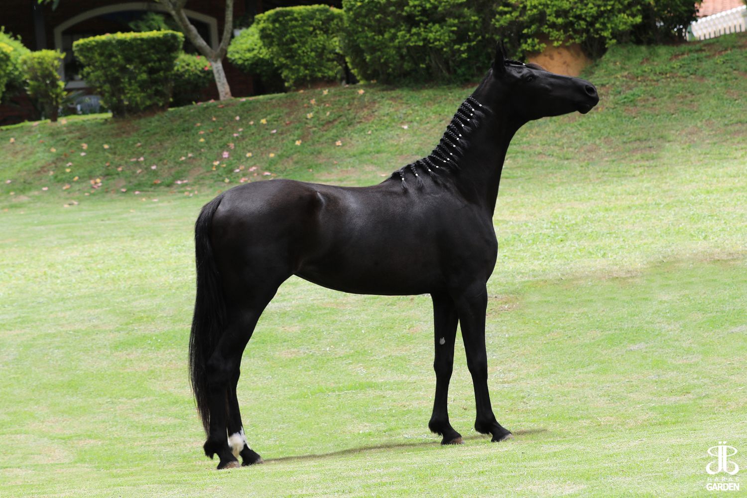 AMORA DO EFI (T.E.)
