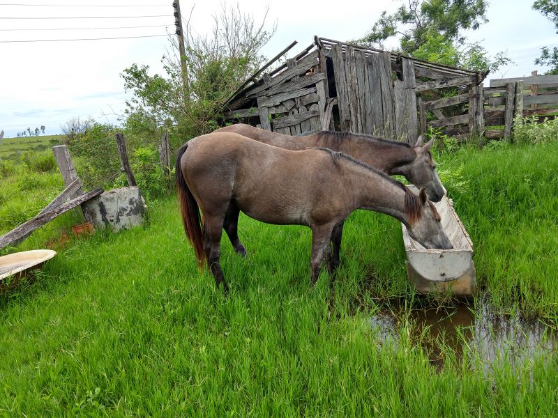 LOTE DE 2 POTRAS