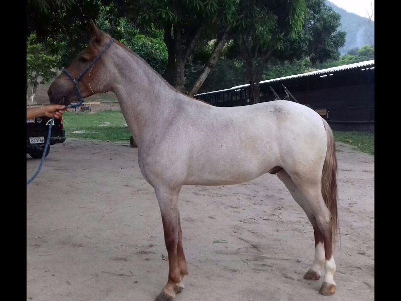 CAVALO MANGALARGA