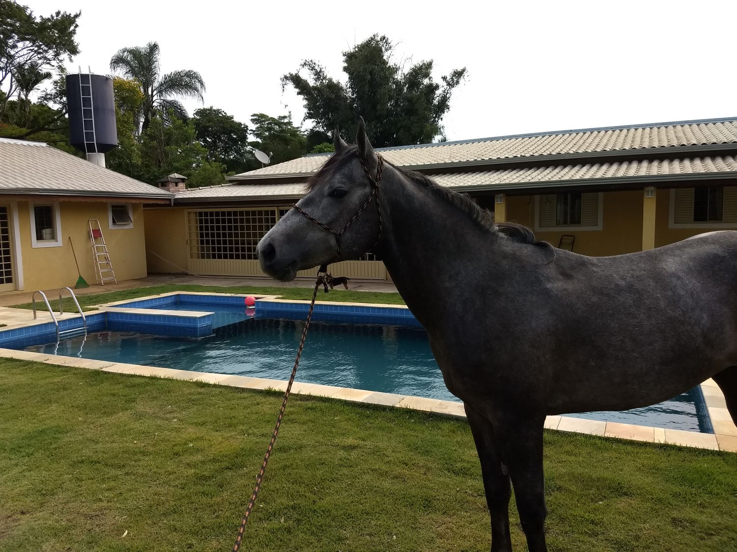 VENDO POTRO QUARTO DE MILHA