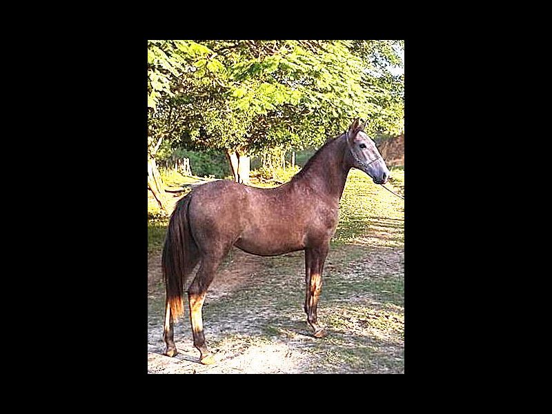 LAMPIÃO DO BEIRÃO