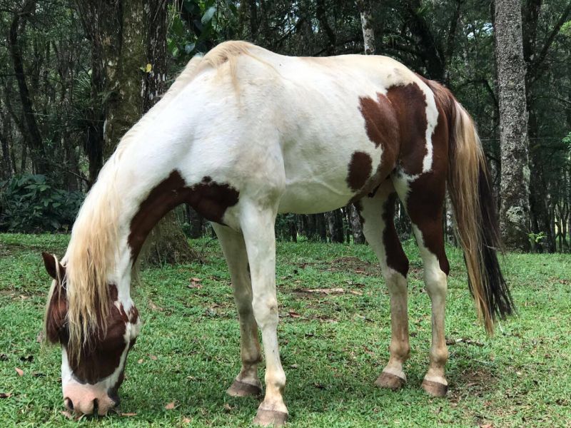 ZUNI