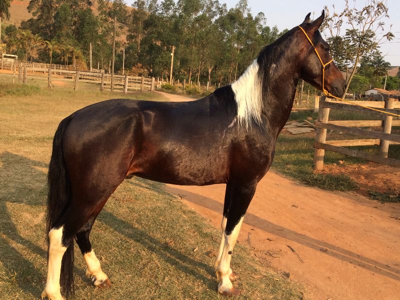 GUARDIÃO DO RANCHO ELDORADO - MARCHA PICADA