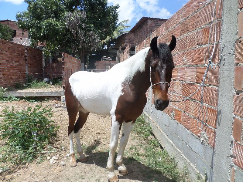 COMANCHE