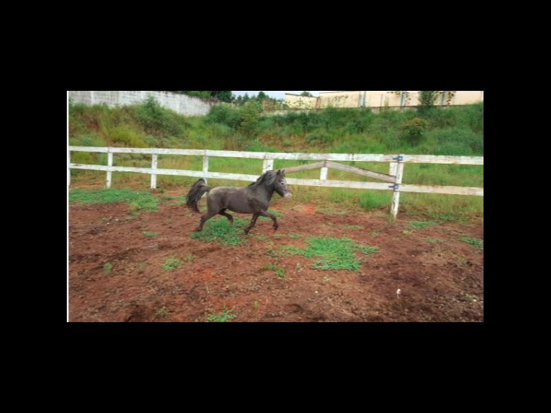 LITTLE TICO