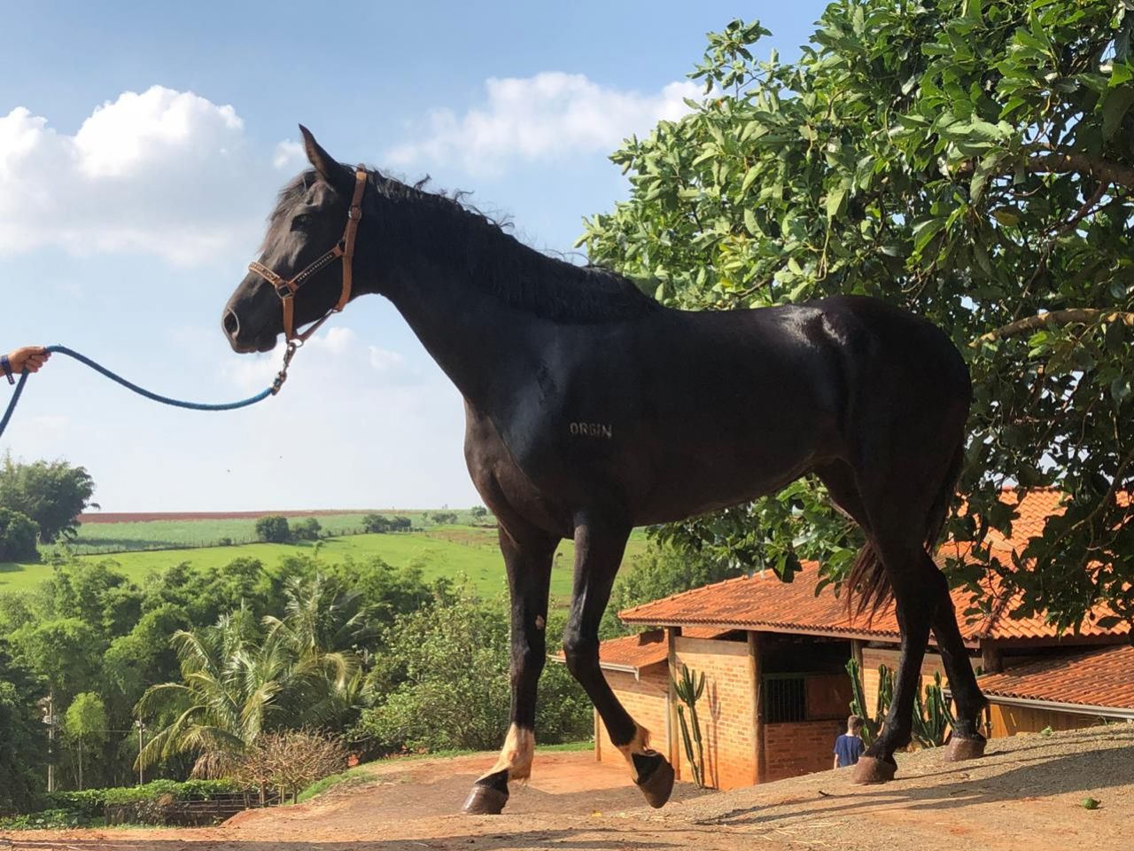 PEROLA DO ORGIN