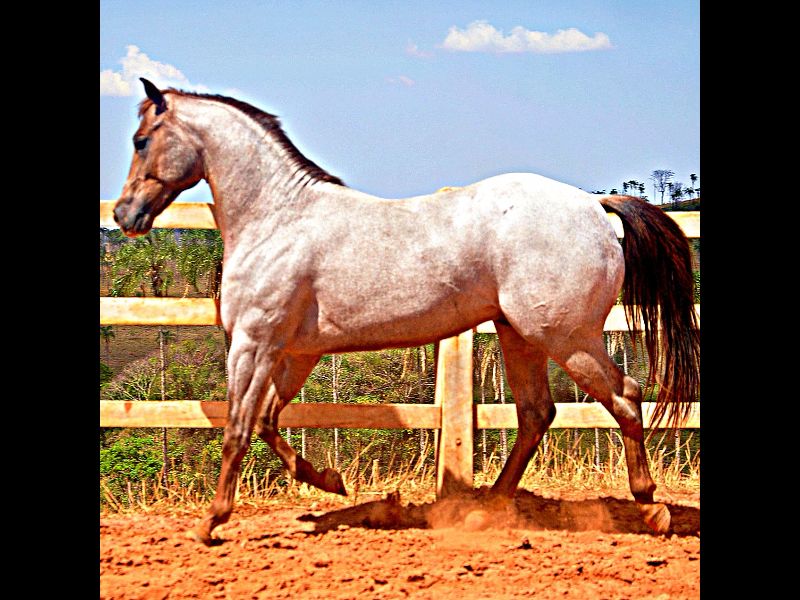 BET ON JACKER
