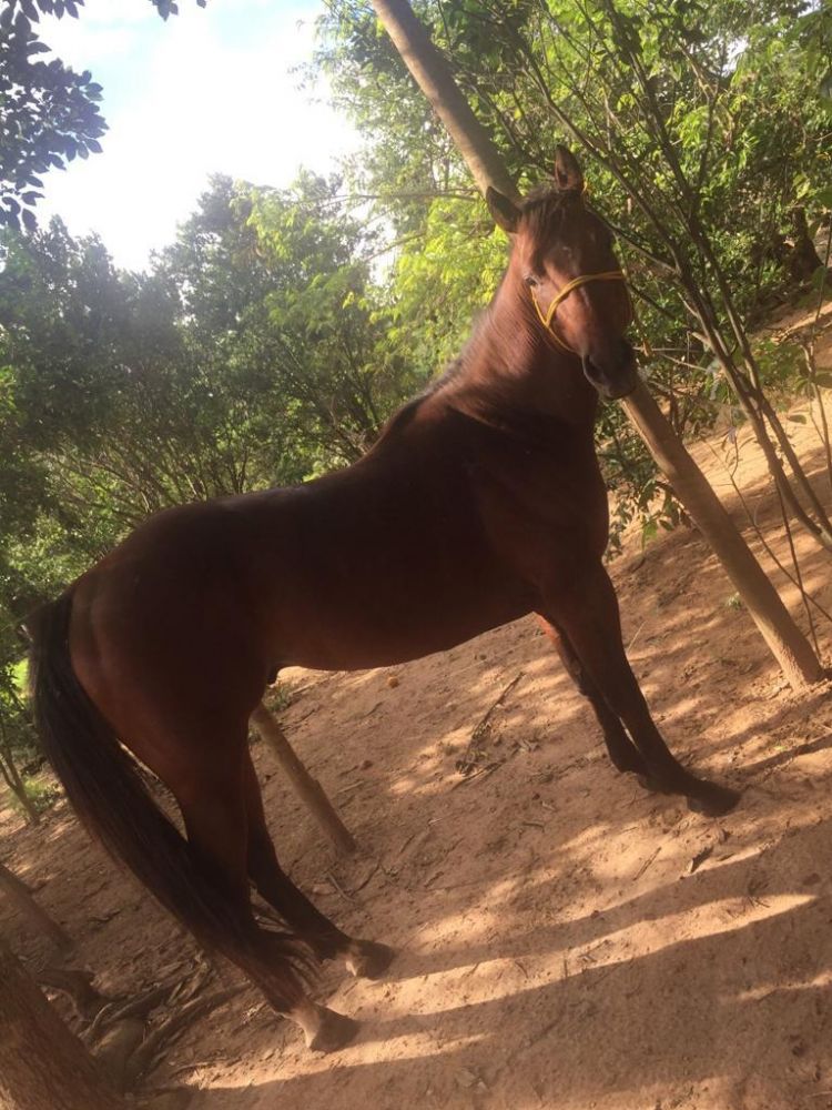 VENDO CAVALO QUARTO DE MILHA 