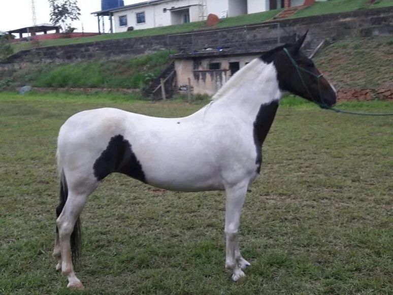 ÉGUA MANGALARGA MARCHADOR, PAMPA, ABCCMM