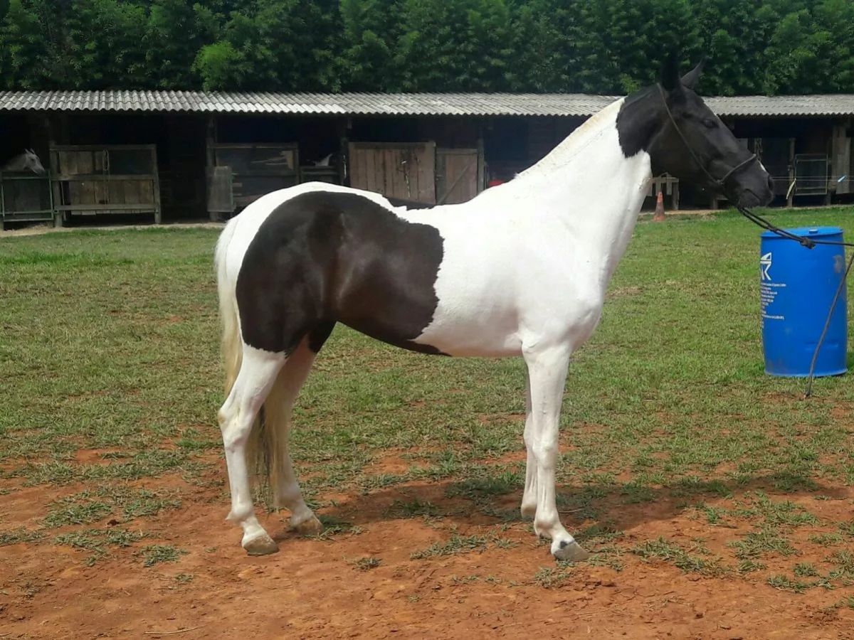 POTRA MANGALARGA MARCHADOR PAMPA PRETO