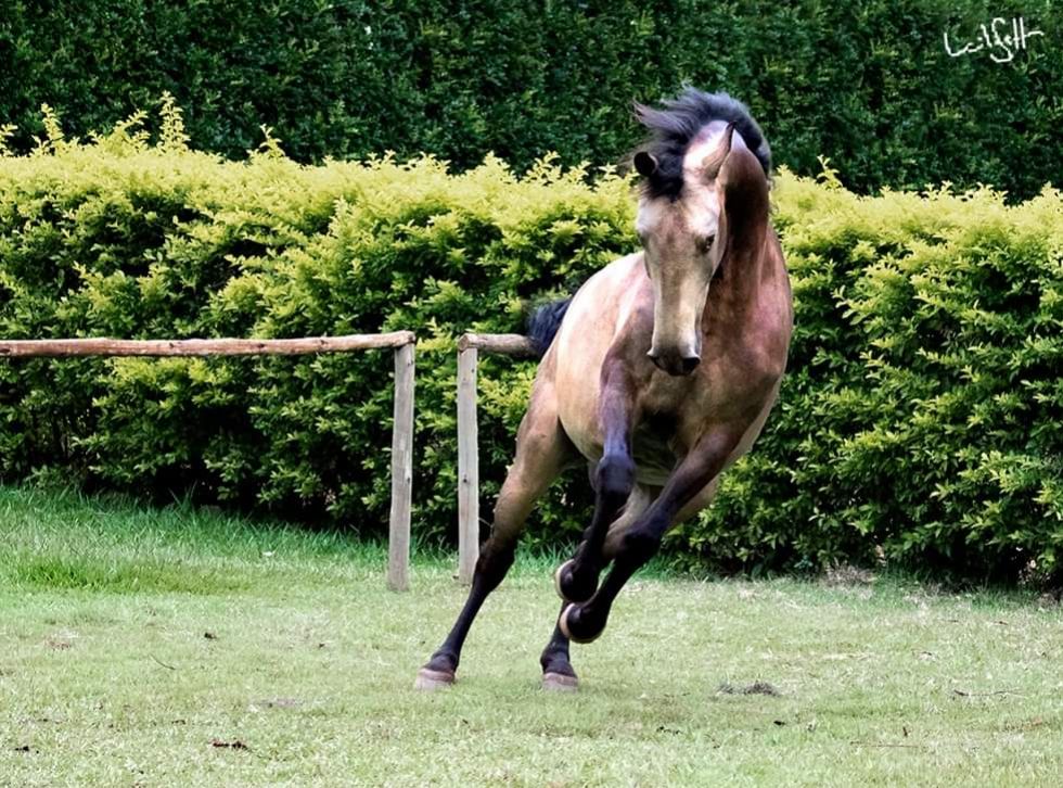 LUSITANO PRA SALTO