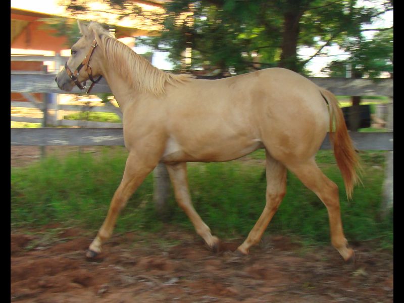 HOLLISTER FAST HVM
