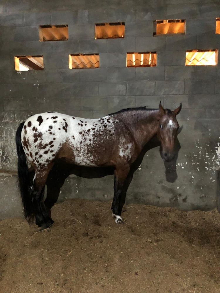 APPALOOSA COM MANGALARGA