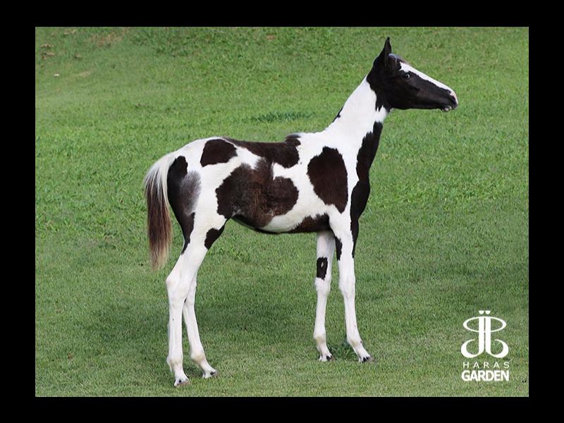 JJ MOLDURA DO GARDEN