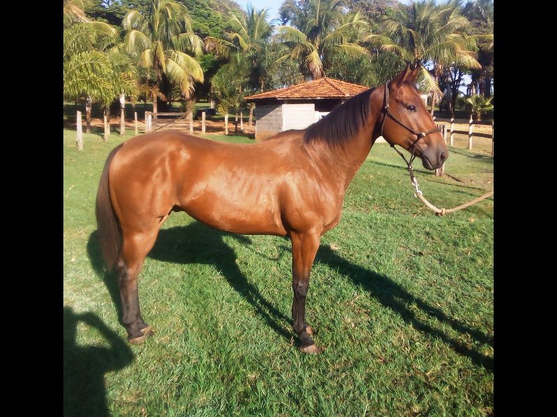 EL TROUBLE SHADY