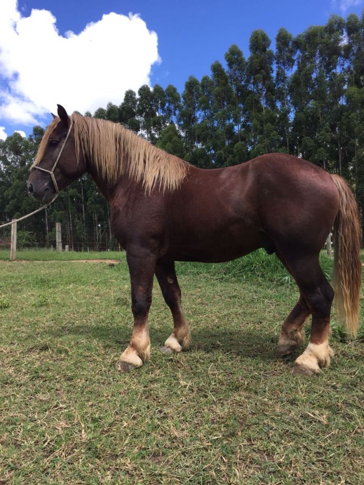 SOLEIL DO CAMPO ALEGRE
