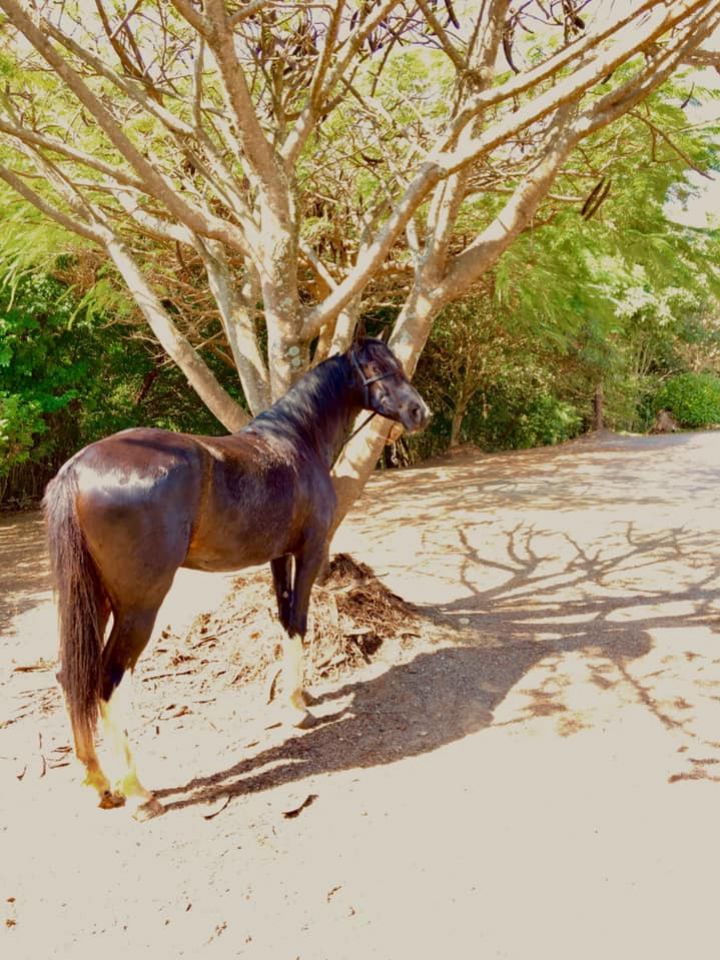 CAVALO MANGALARGA PAULISTA