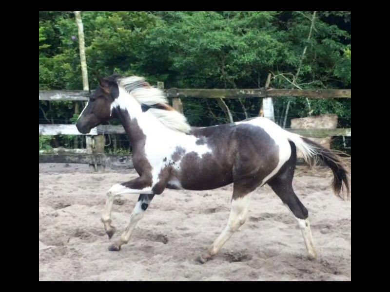 HOLLY´S KALIMAN & BANDITO