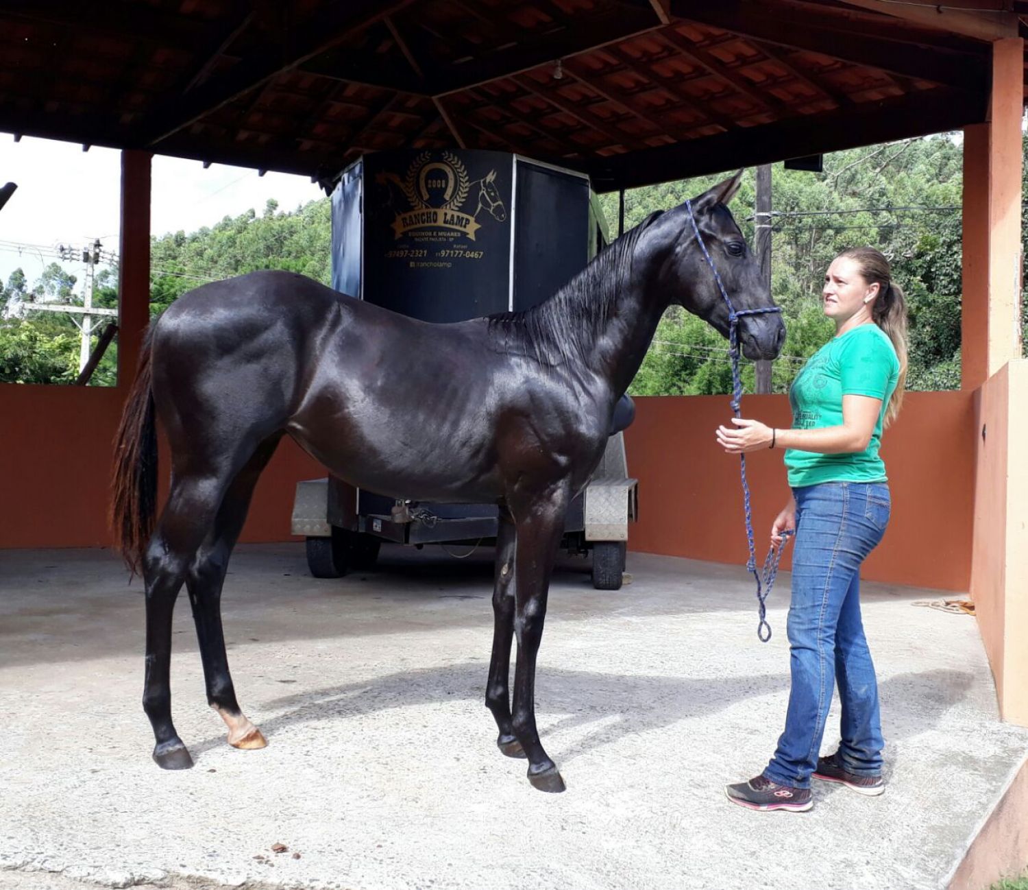 TECA DASH LEO