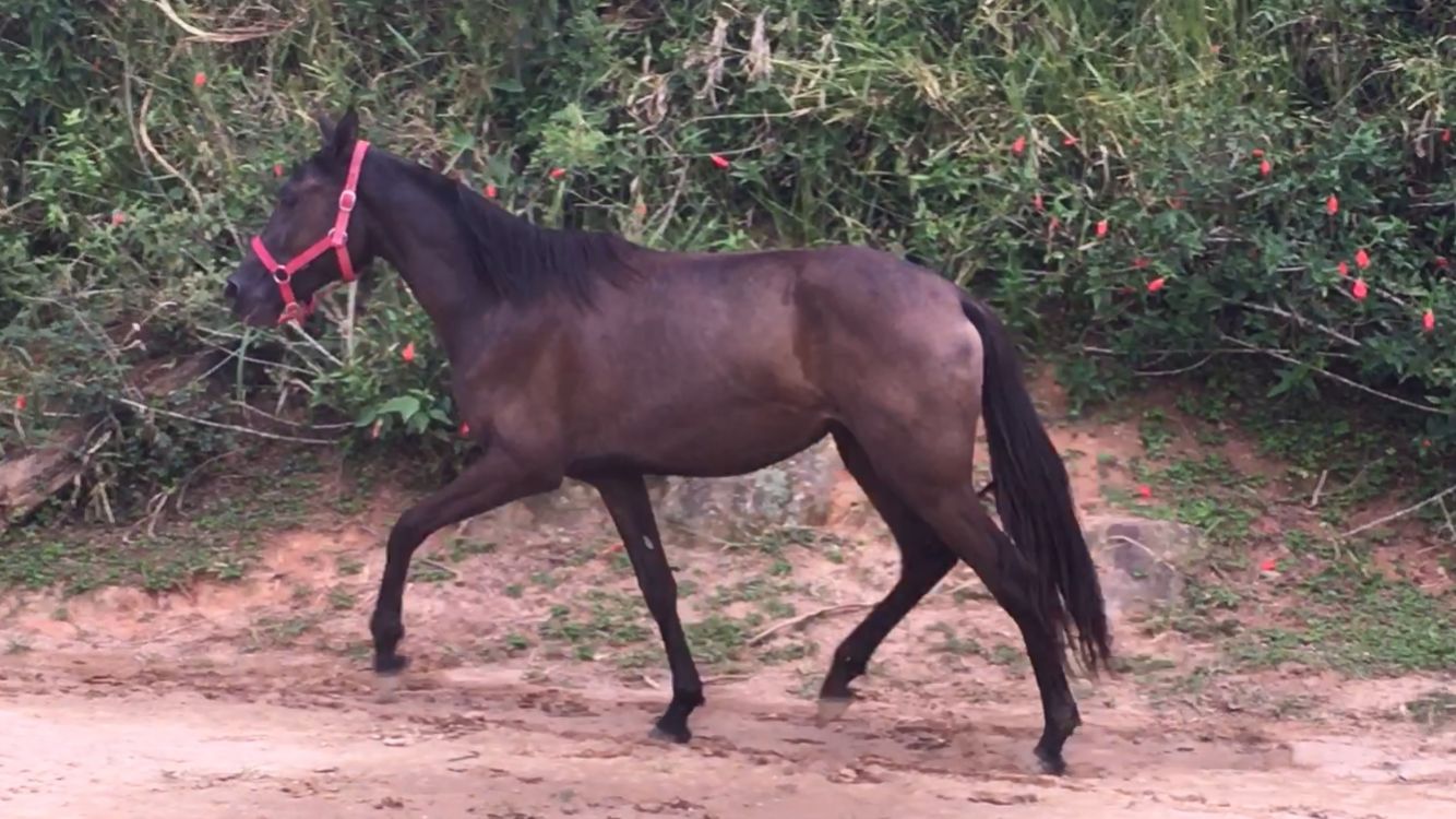 HARMONIA HARAS FN