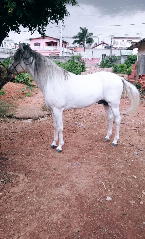 MANGALARGA MARCHADOR 