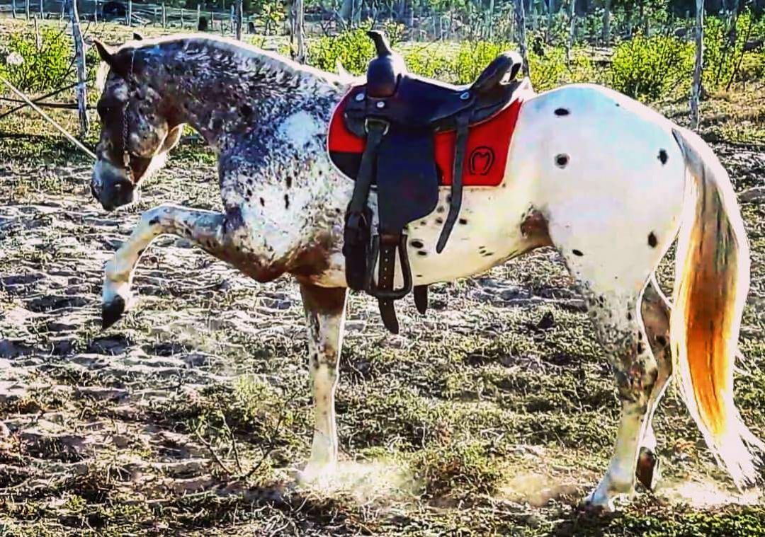 APPALOOSA ADESTRADO