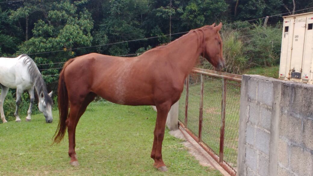 ÉGUA PAULISTA TOP