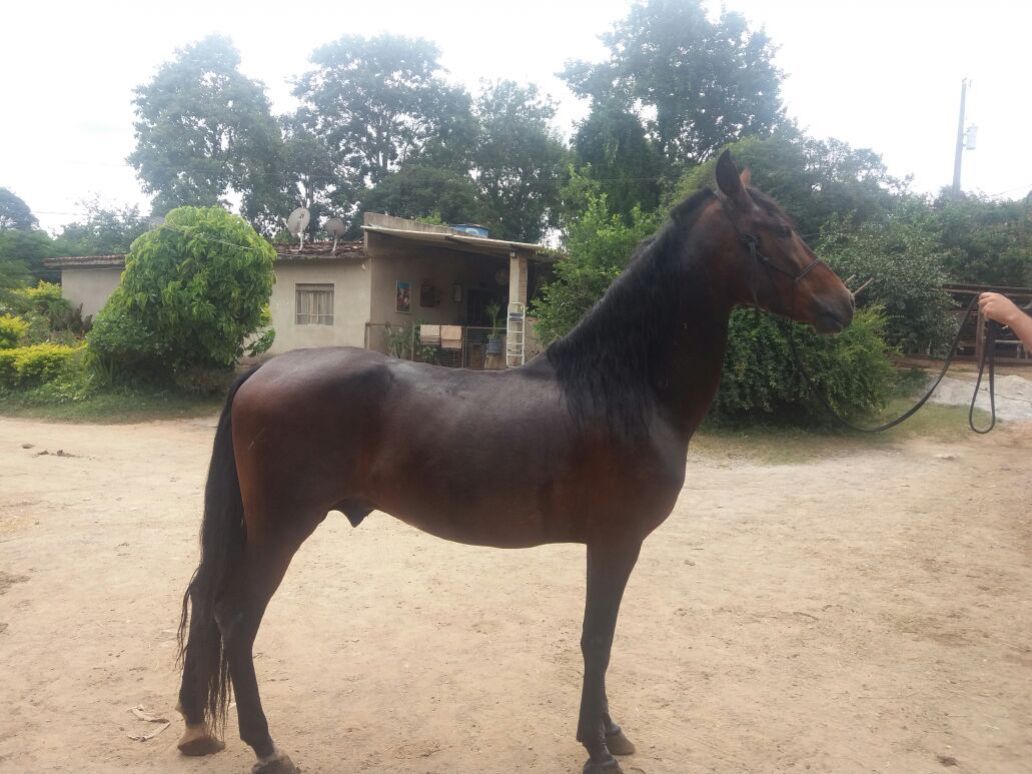 GARANHÃO DIFERENCIADO (CAVALO DE PATRÃO)