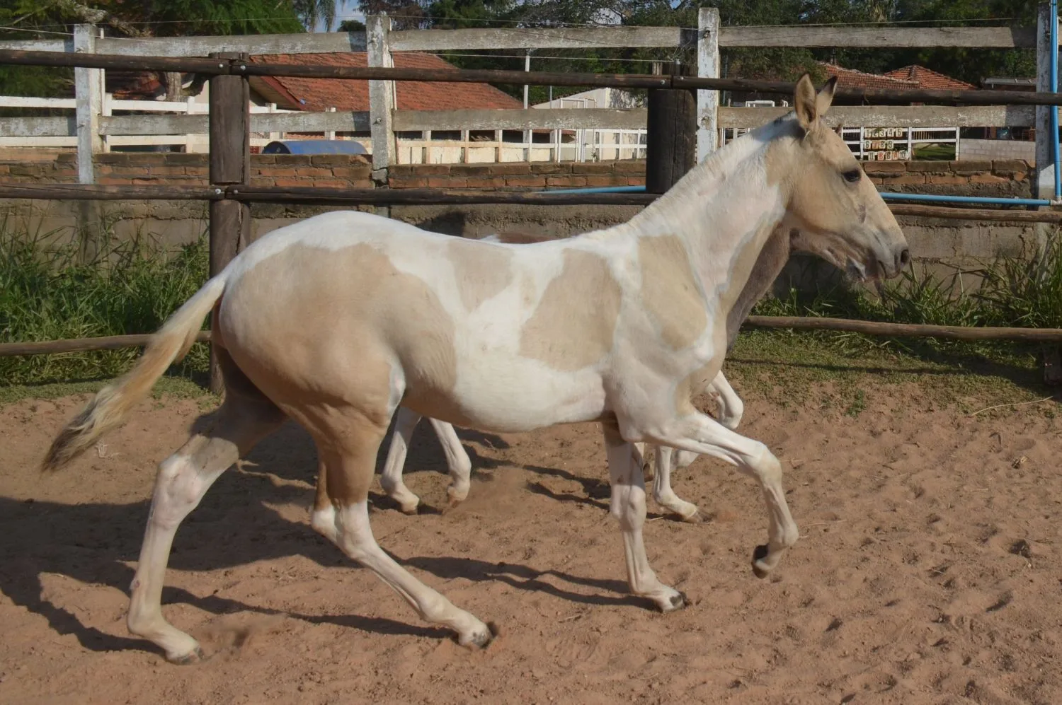 LUZEIRO DO MAJ 