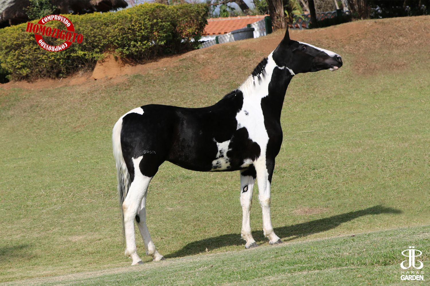 RAIA DO ORGIN - HOMOZIGOTA