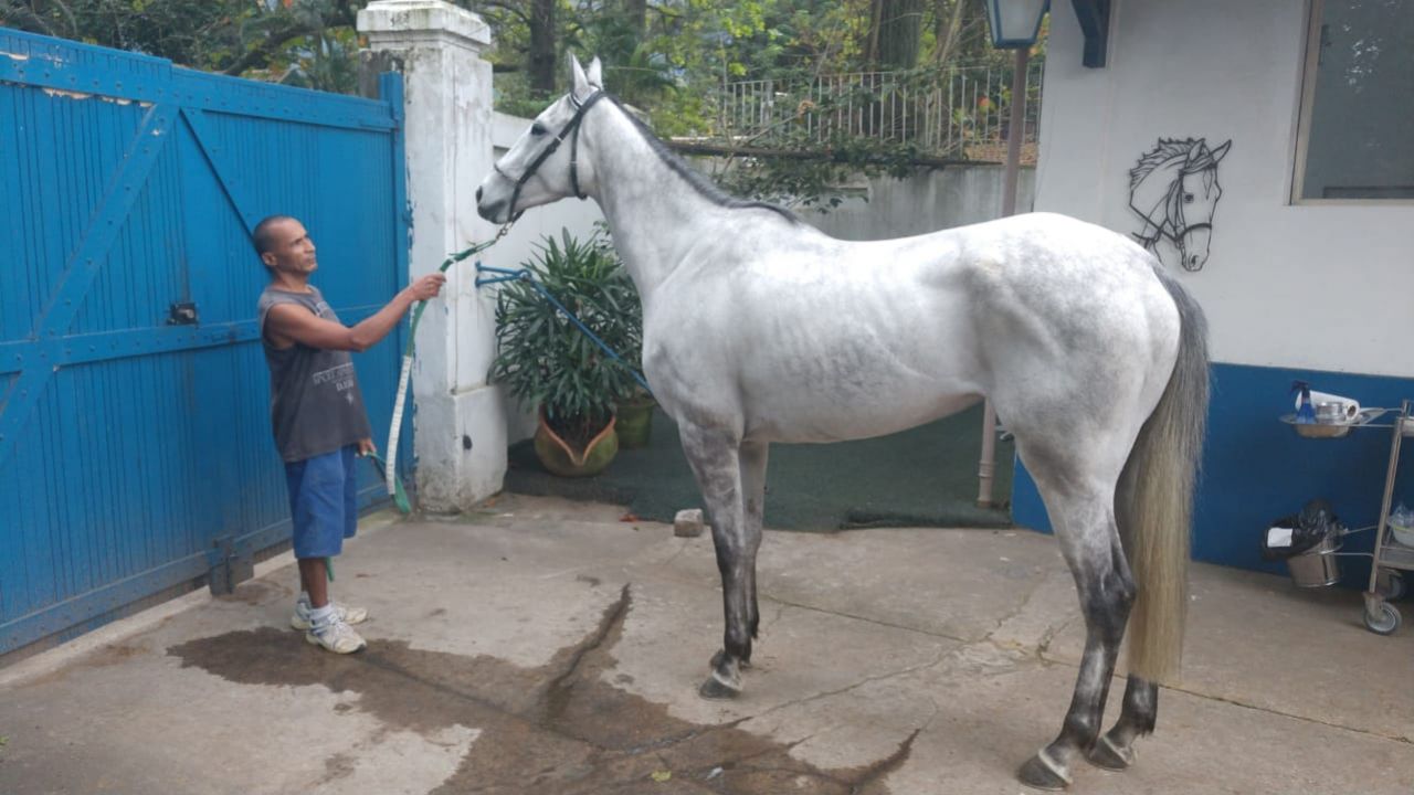 ÉGUA WOLKE