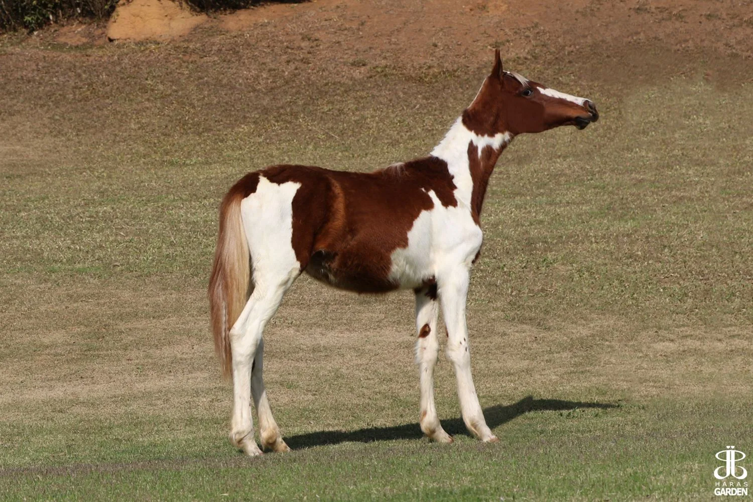 XANDOCA R.M.
