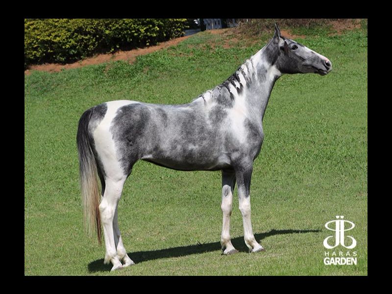 CAROLINA DO GADU (T.E.)