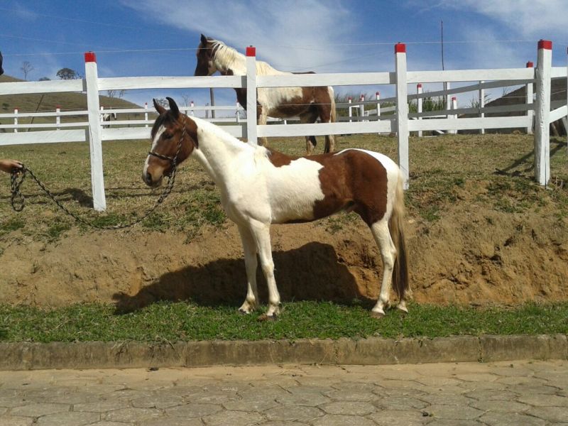 GAUCHO