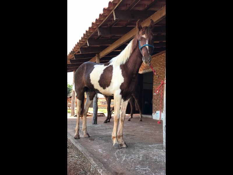 TAPETE 